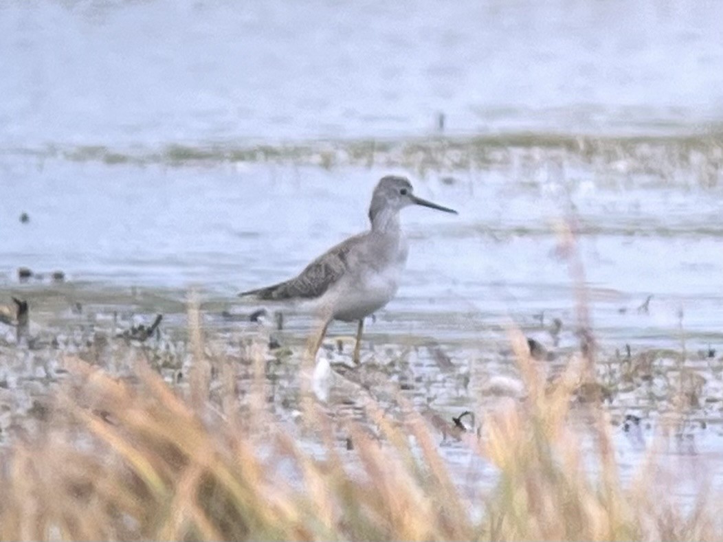 Lesser Yellowlegs - ML624119455