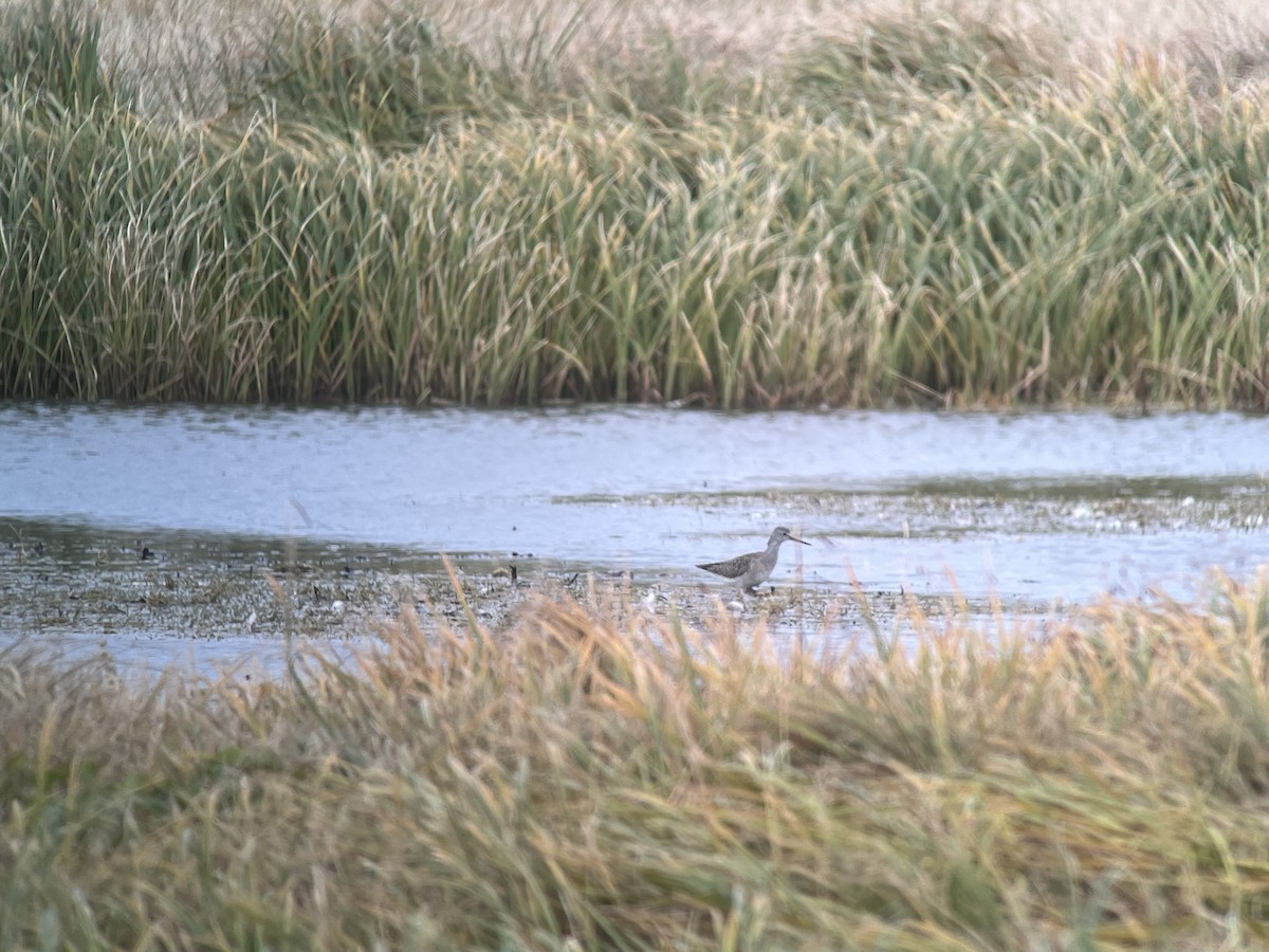 Lesser Yellowlegs - ML624119456