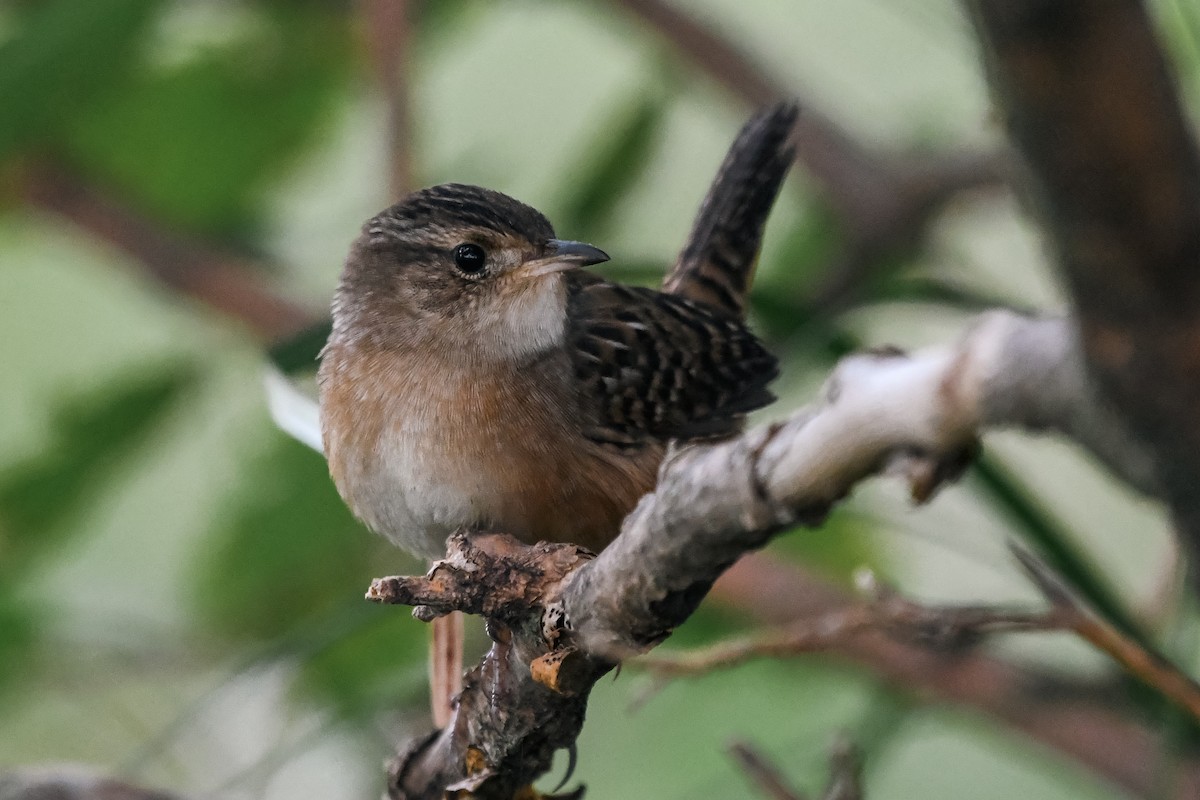 Sedge Wren - ML624119528