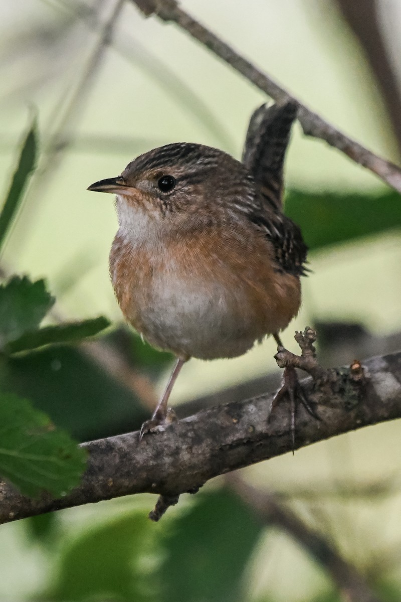 Sedge Wren - ML624119529