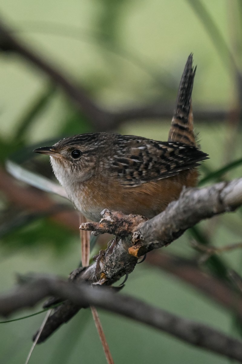 Sedge Wren - ML624119530