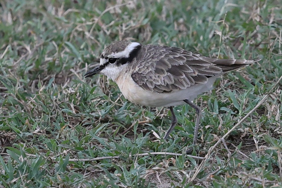 Kittlitz's Plover - ML624119553