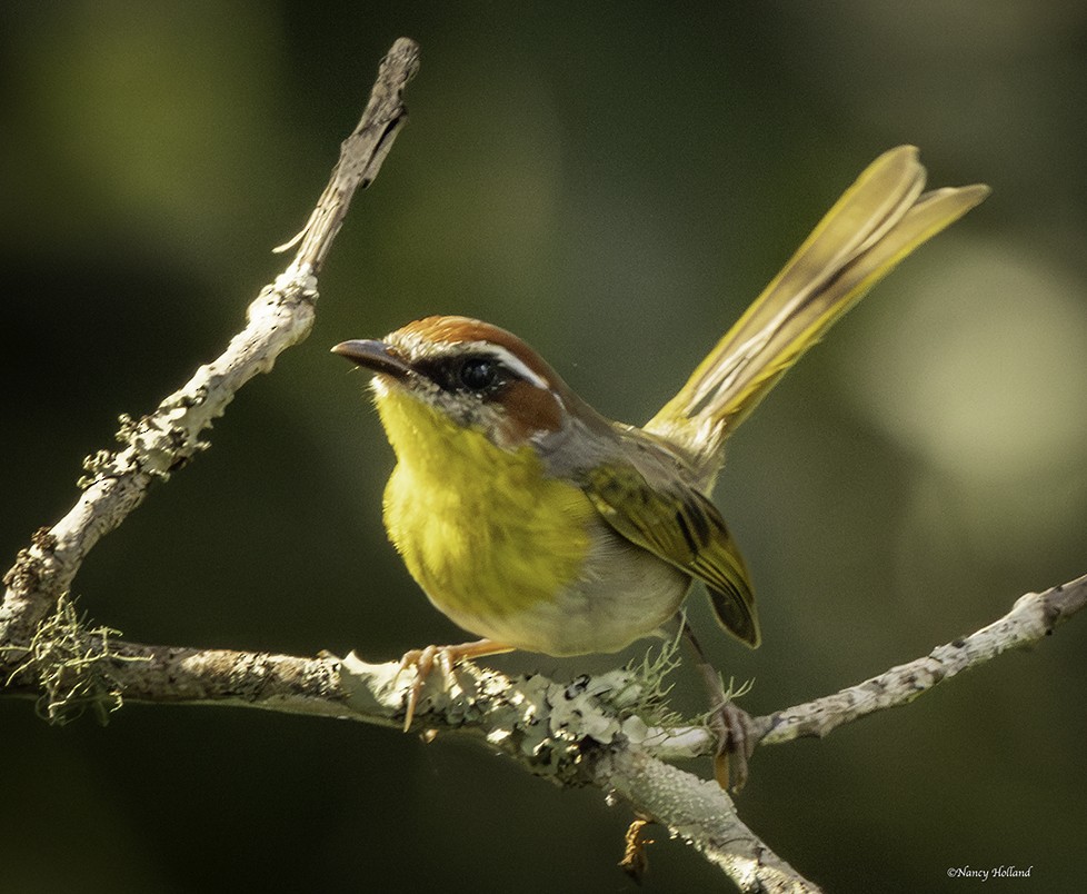 Rufous-capped Warbler - ML624119562