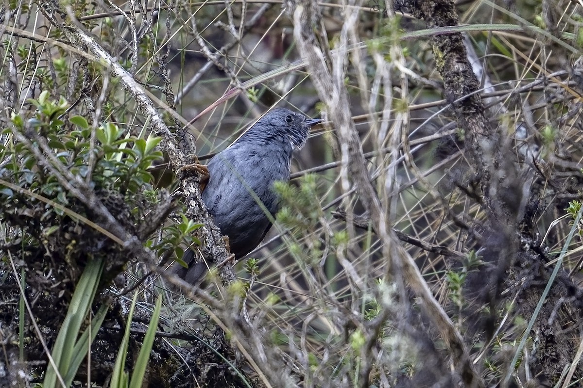 Neblina Tapaculo - ML624119621