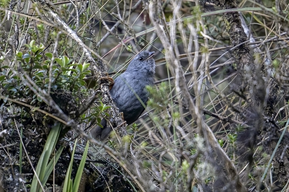 Neblina Tapaculo - ML624119622