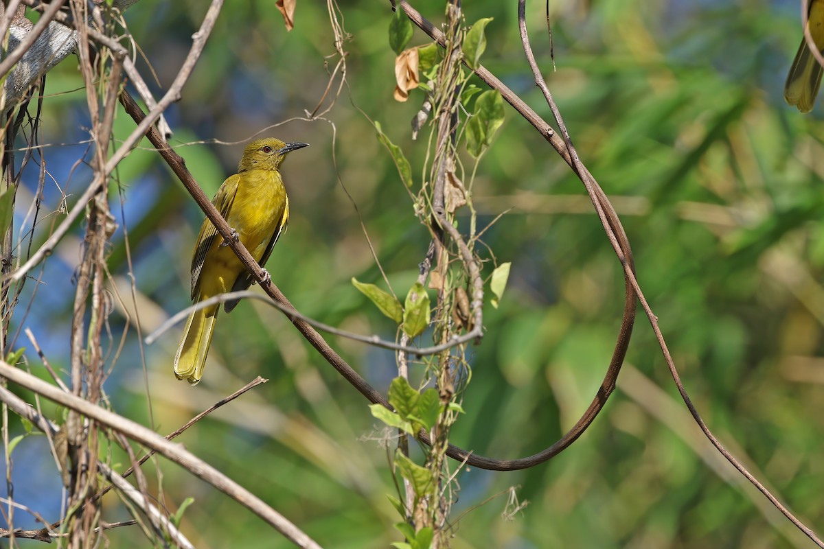 Sula Golden-Bulbul - ML624119627