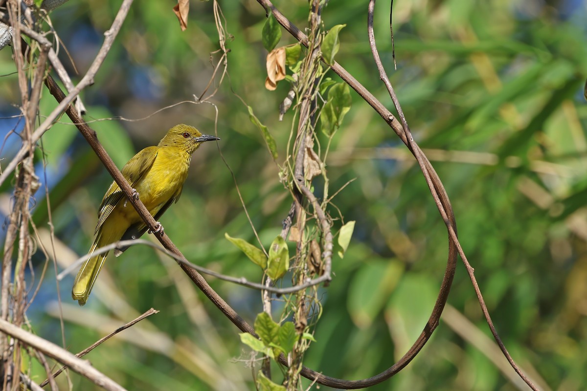 Sula Golden-Bulbul - ML624119628