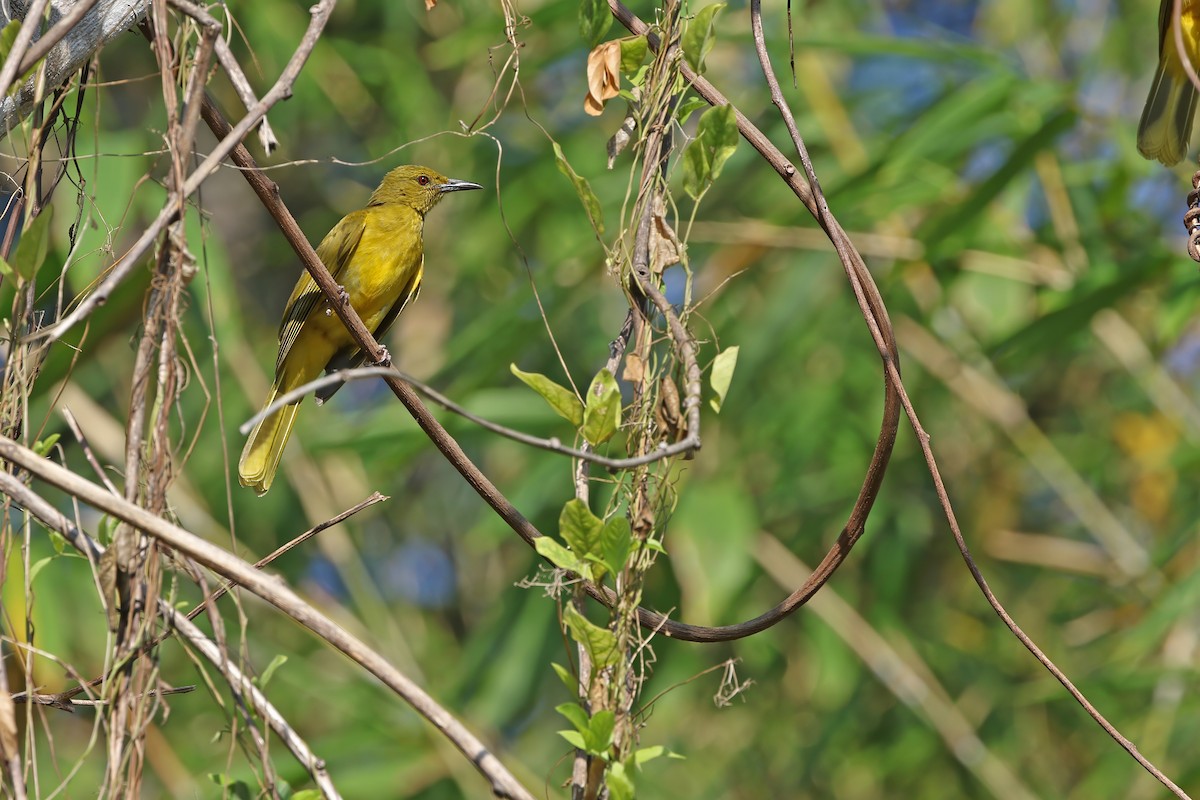 Sula Golden-Bulbul - ML624119629