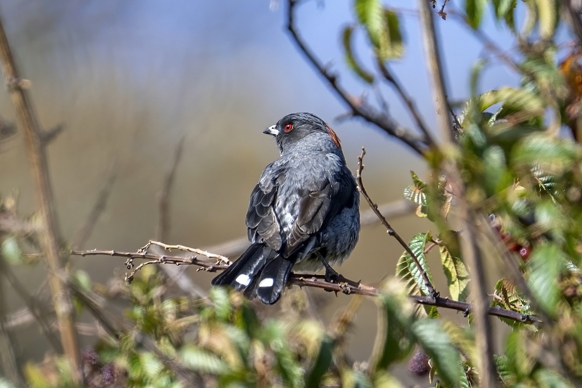 Red-crested Cotinga - ML624119639