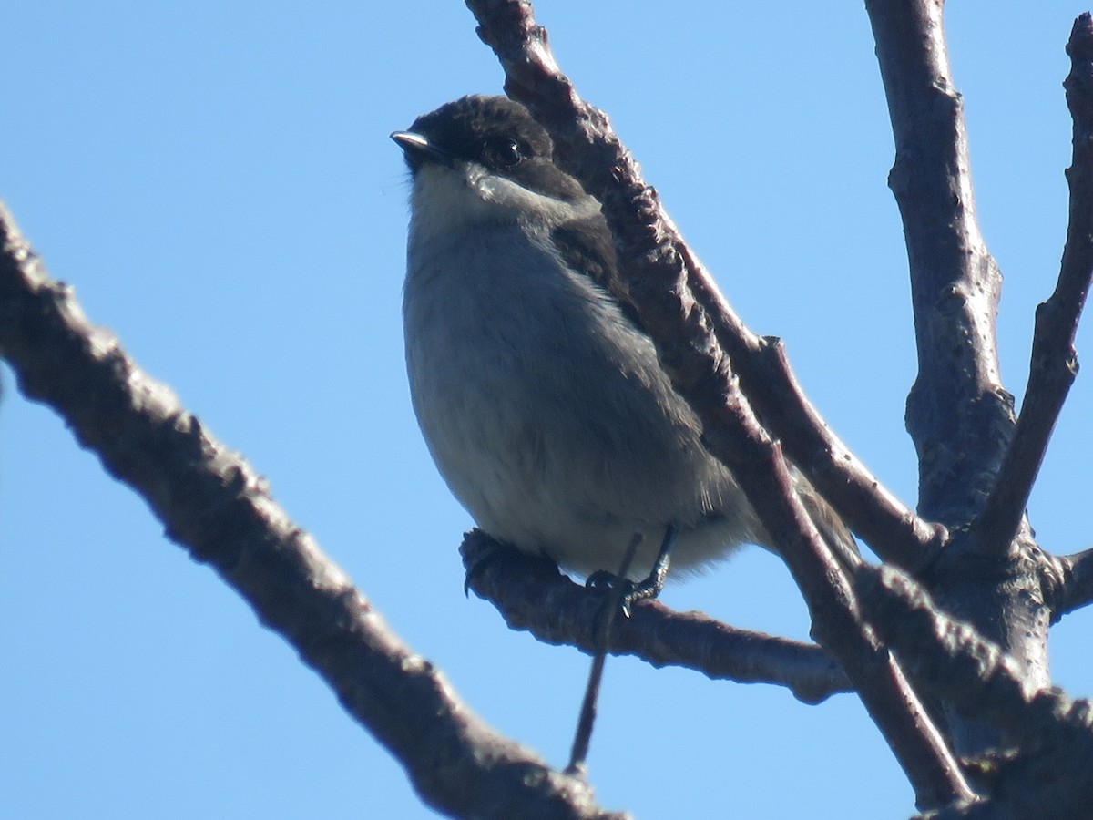 Fiscal Flycatcher - Gareth Bain