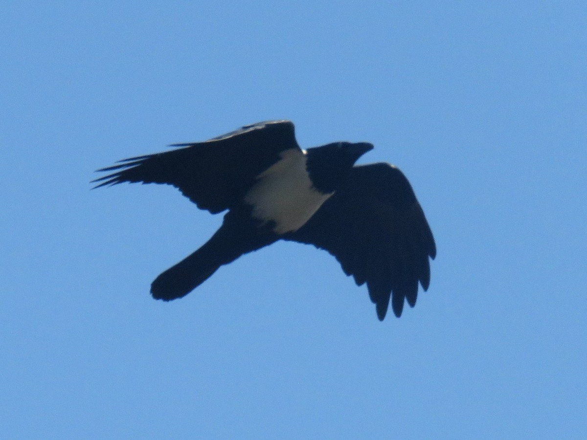 Pied Crow - Gareth Bain