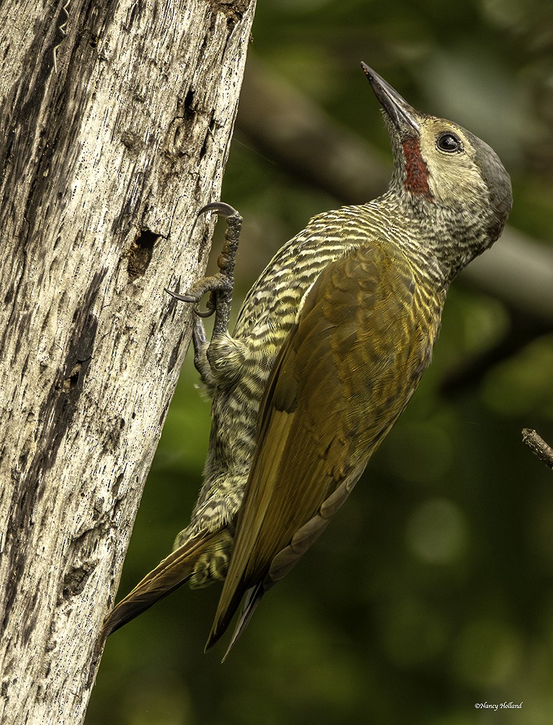 Gray-crowned Woodpecker - ML624119744