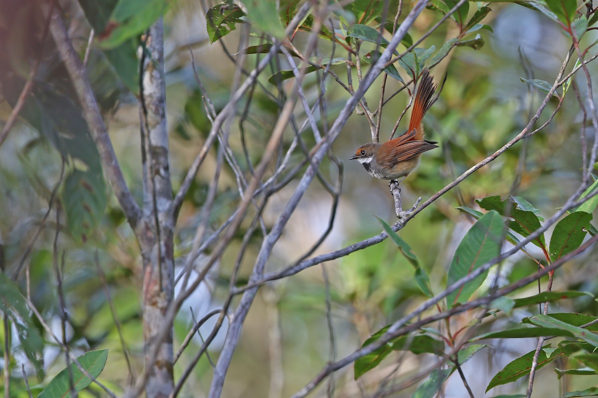 Taliabu Fantail - James Eaton