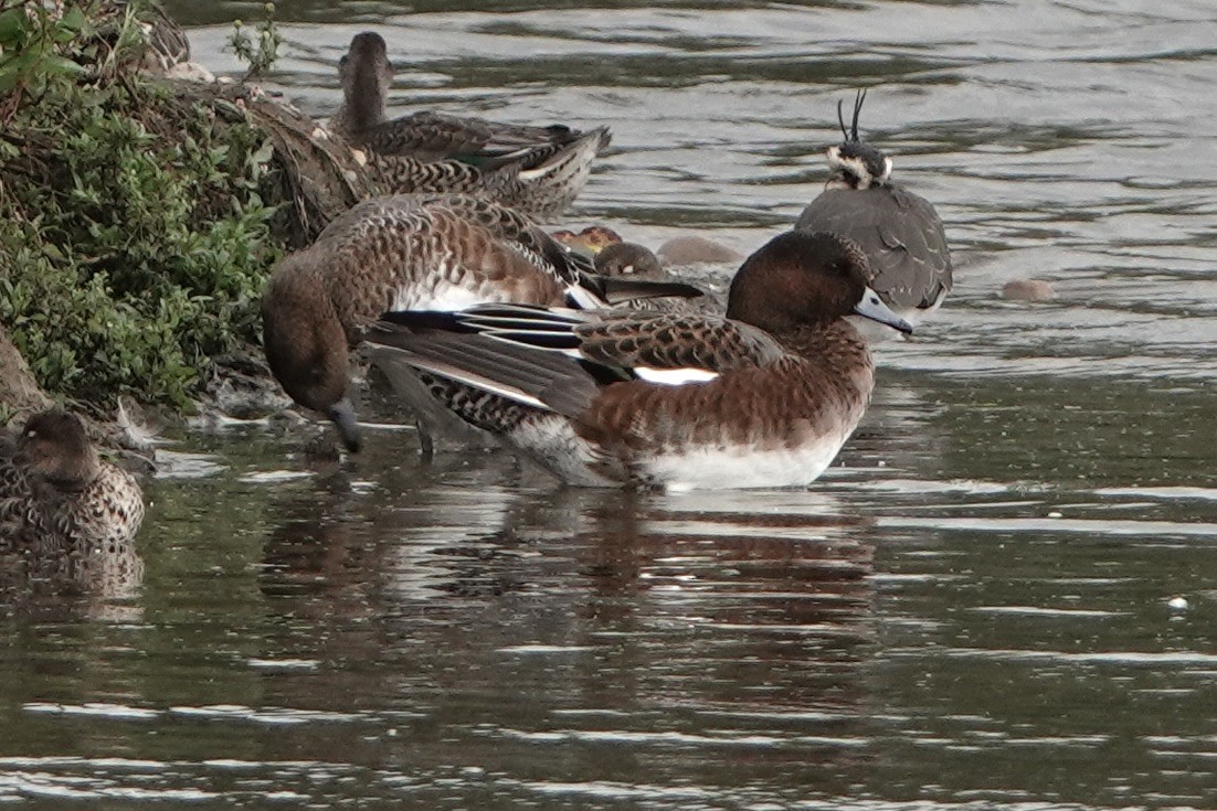 Eurasian Wigeon - ML624119756