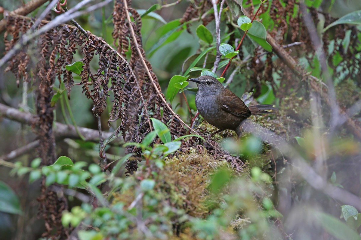 Taliabu Bush Warbler - ML624119761