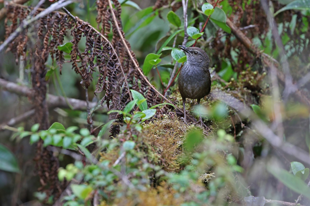 Taliabu Bush Warbler - ML624119762