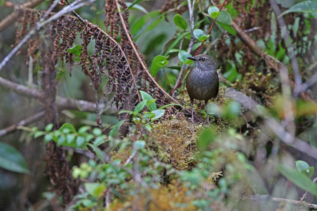 Taliabu Bush Warbler - ML624119764