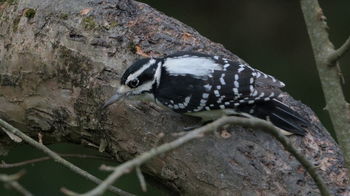 Hairy Woodpecker - ML624119768