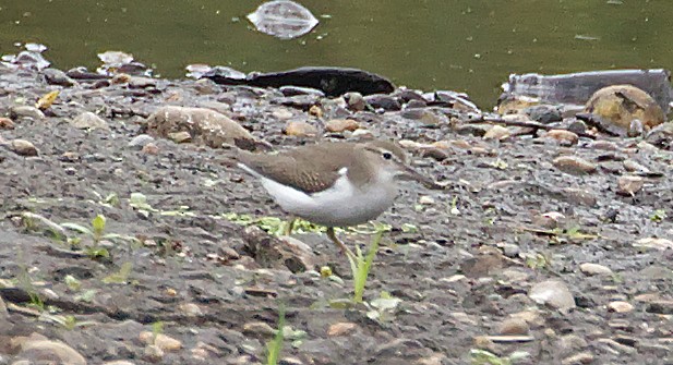 Spotted Sandpiper - ML624119771