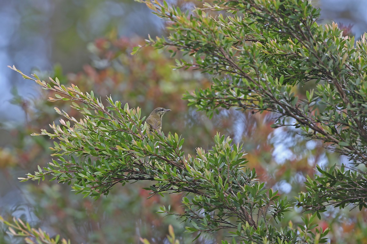 Island Leaf Warbler (Taliabu) - ML624119772