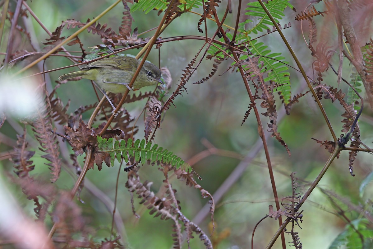 Island Leaf Warbler (Taliabu) - ML624119773