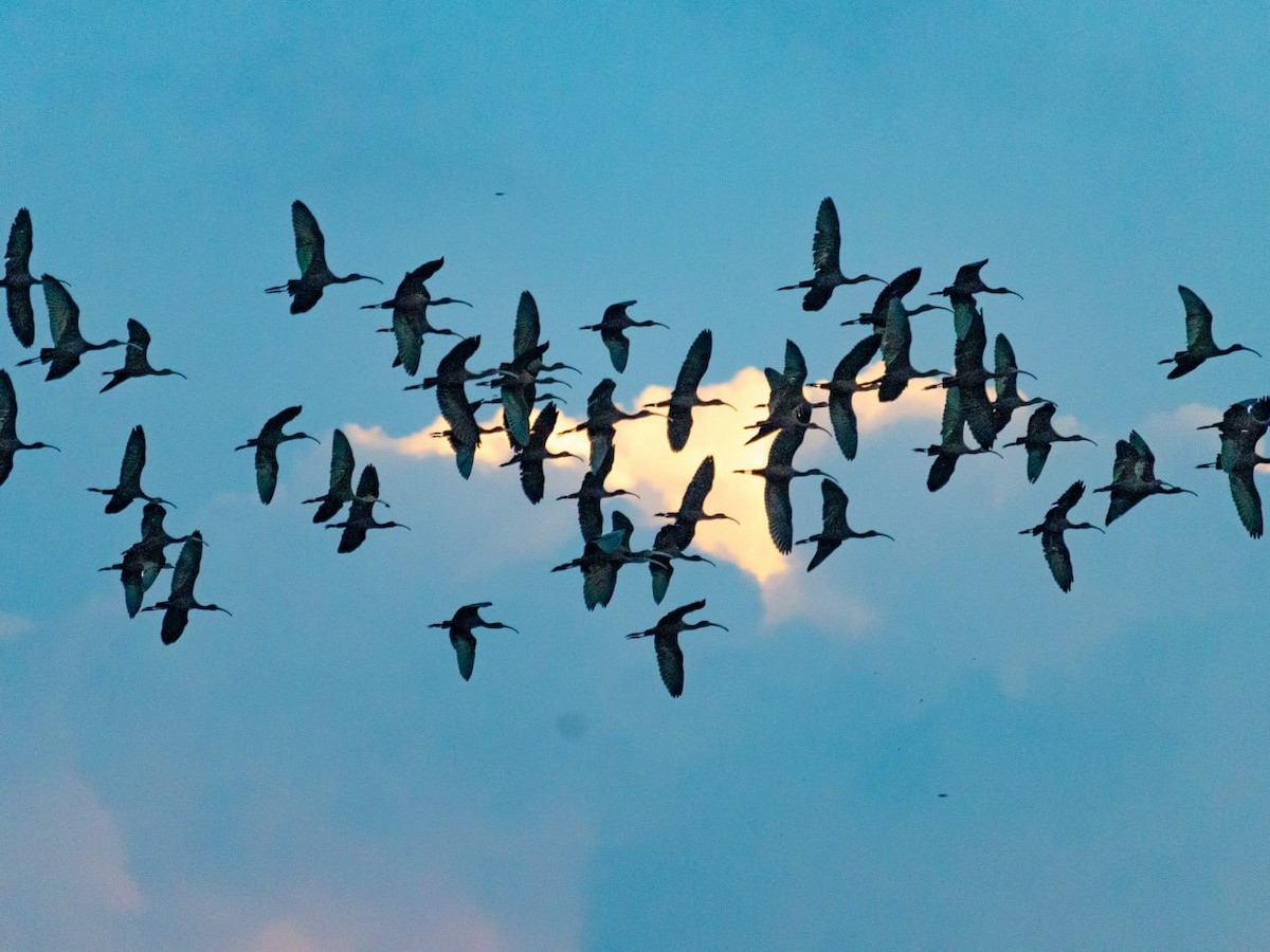 White-faced Ibis - ML624119774