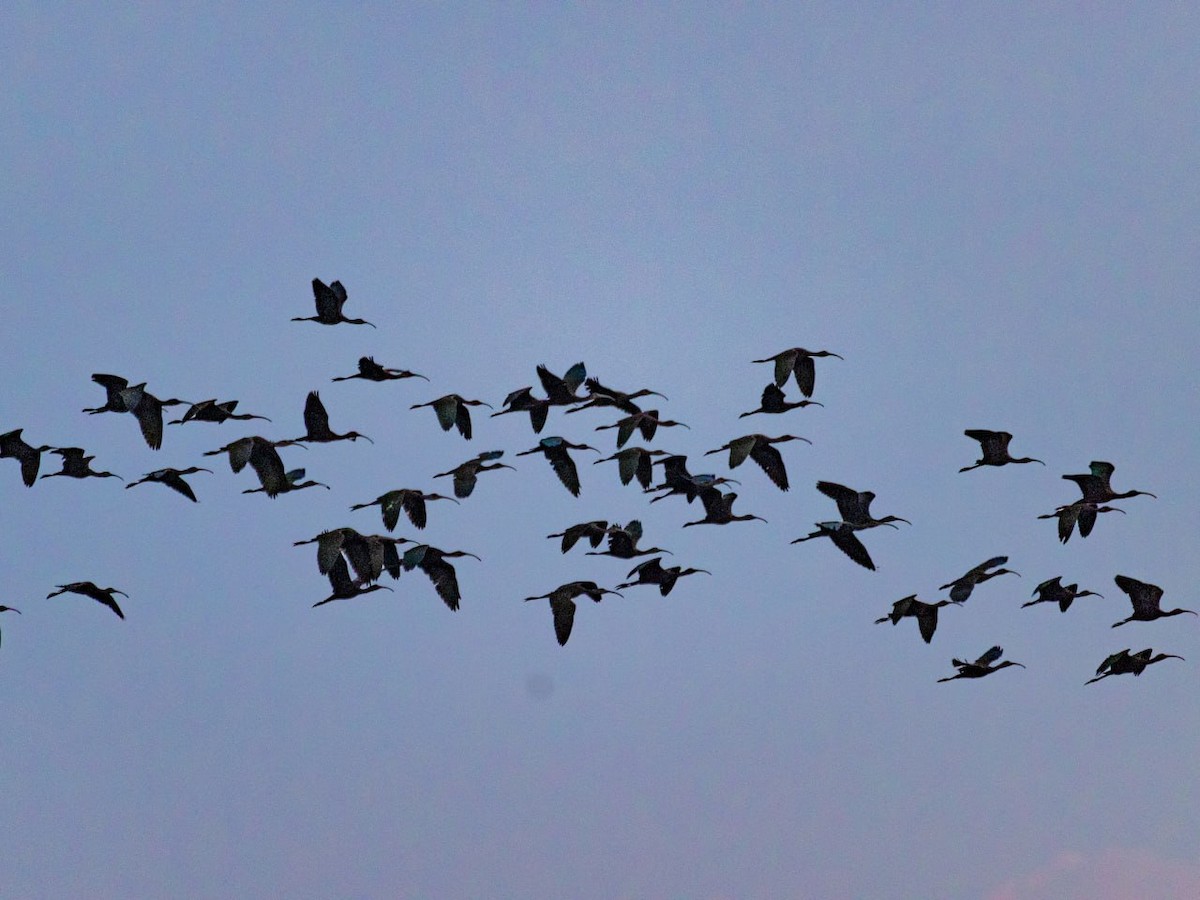 White-faced Ibis - ML624119775