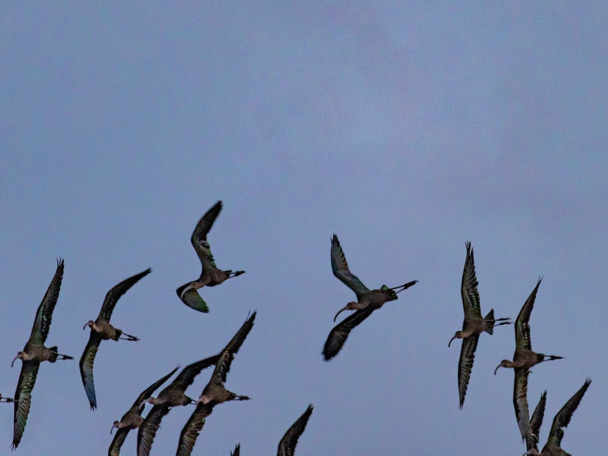 White-faced Ibis - Lia Guttman