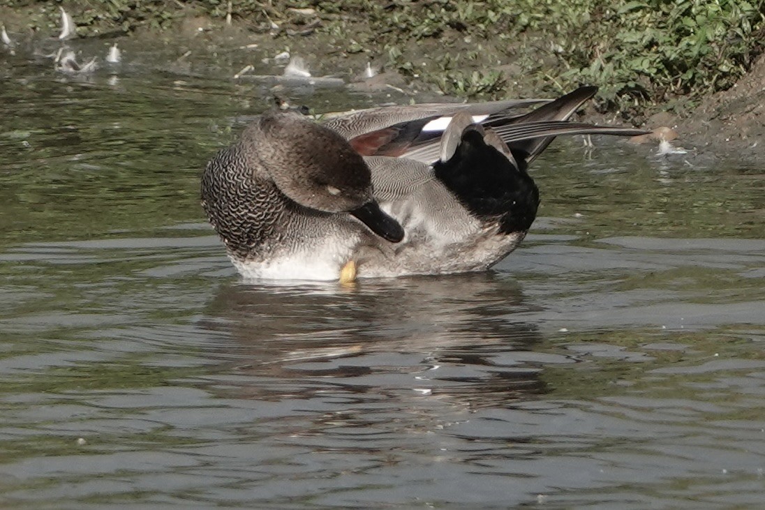 Gadwall - David Oulsnam