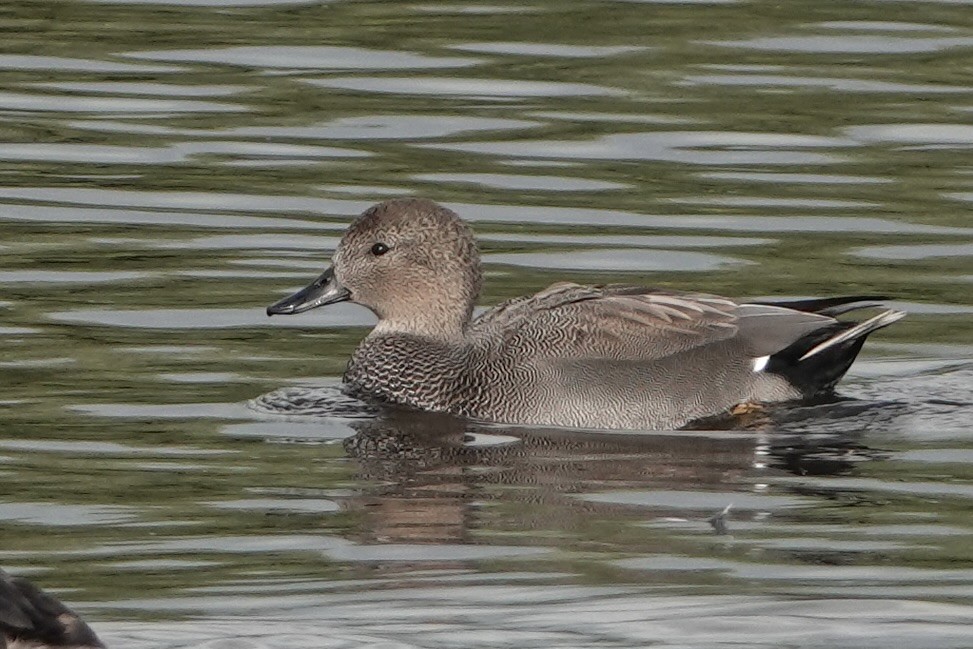 Gadwall - ML624119783