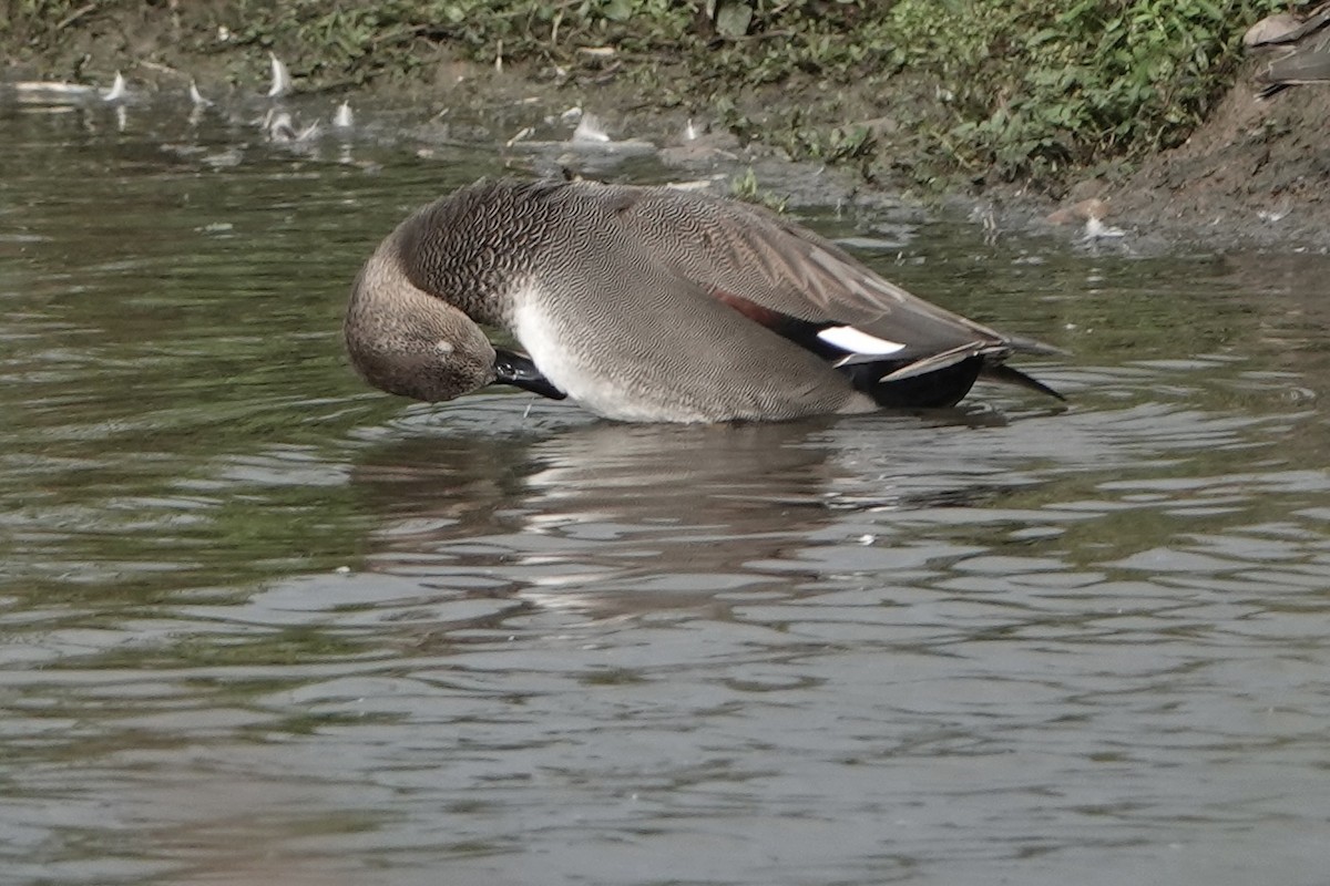 Gadwall - ML624119784