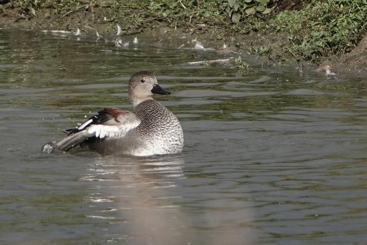 Gadwall - ML624119785