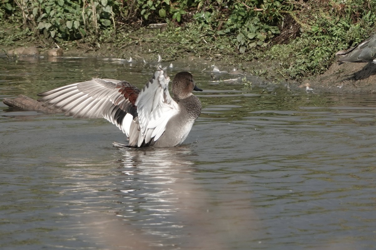 Gadwall - ML624119786