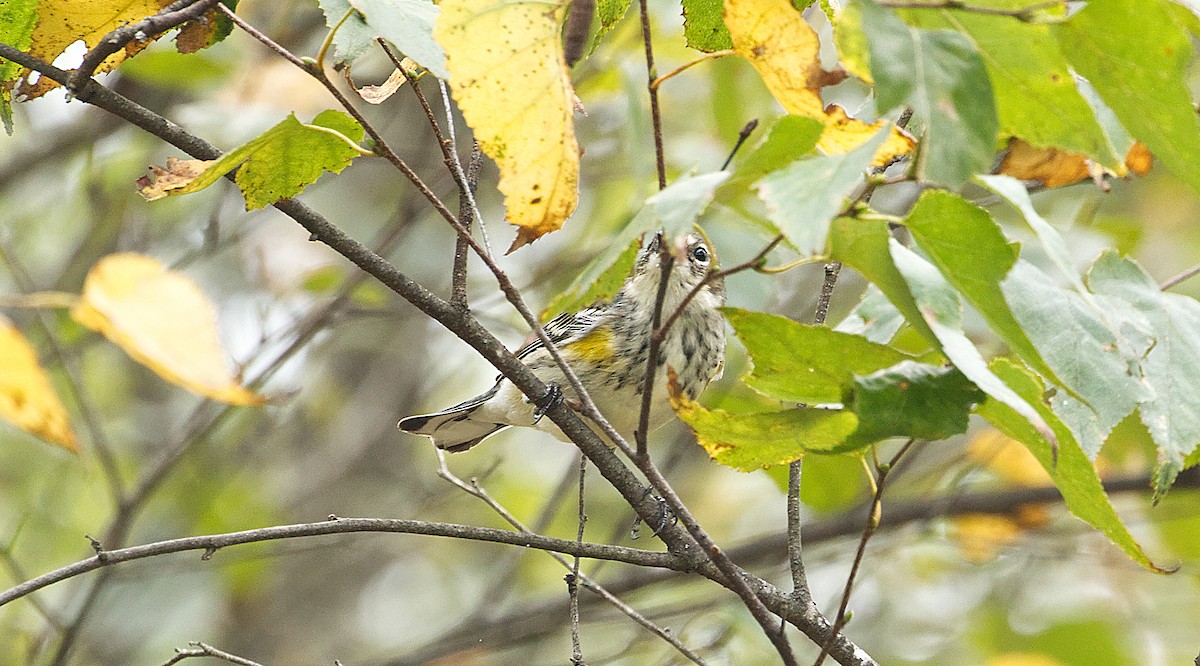 Yellow-rumped Warbler - S & J Rodominick