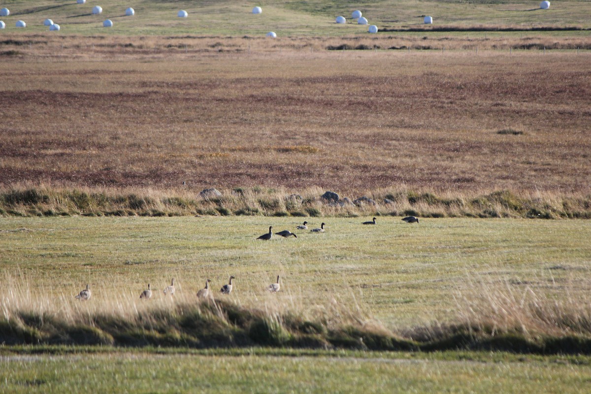 Pink-footed Goose - ML624119813