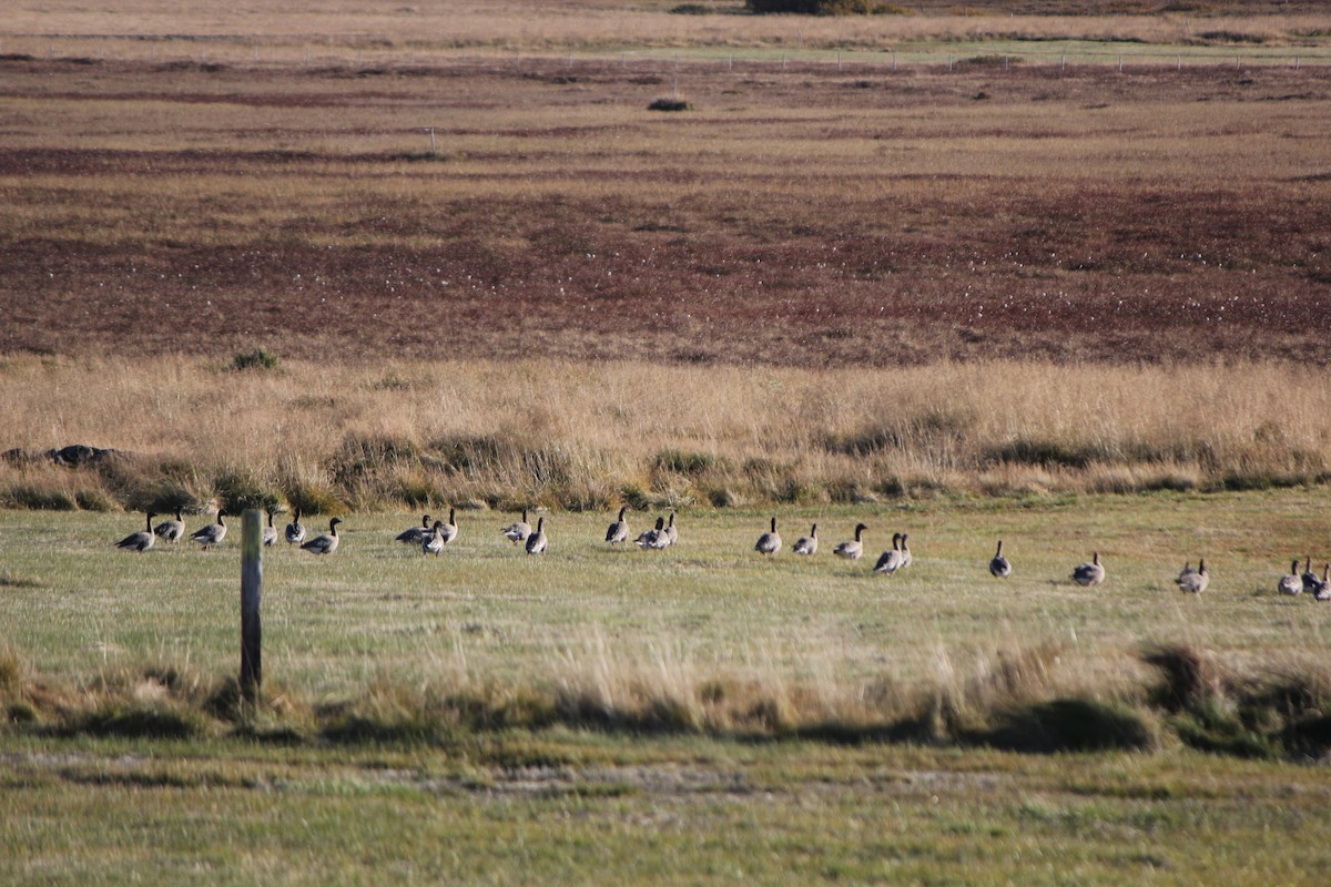 Pink-footed Goose - ML624119814