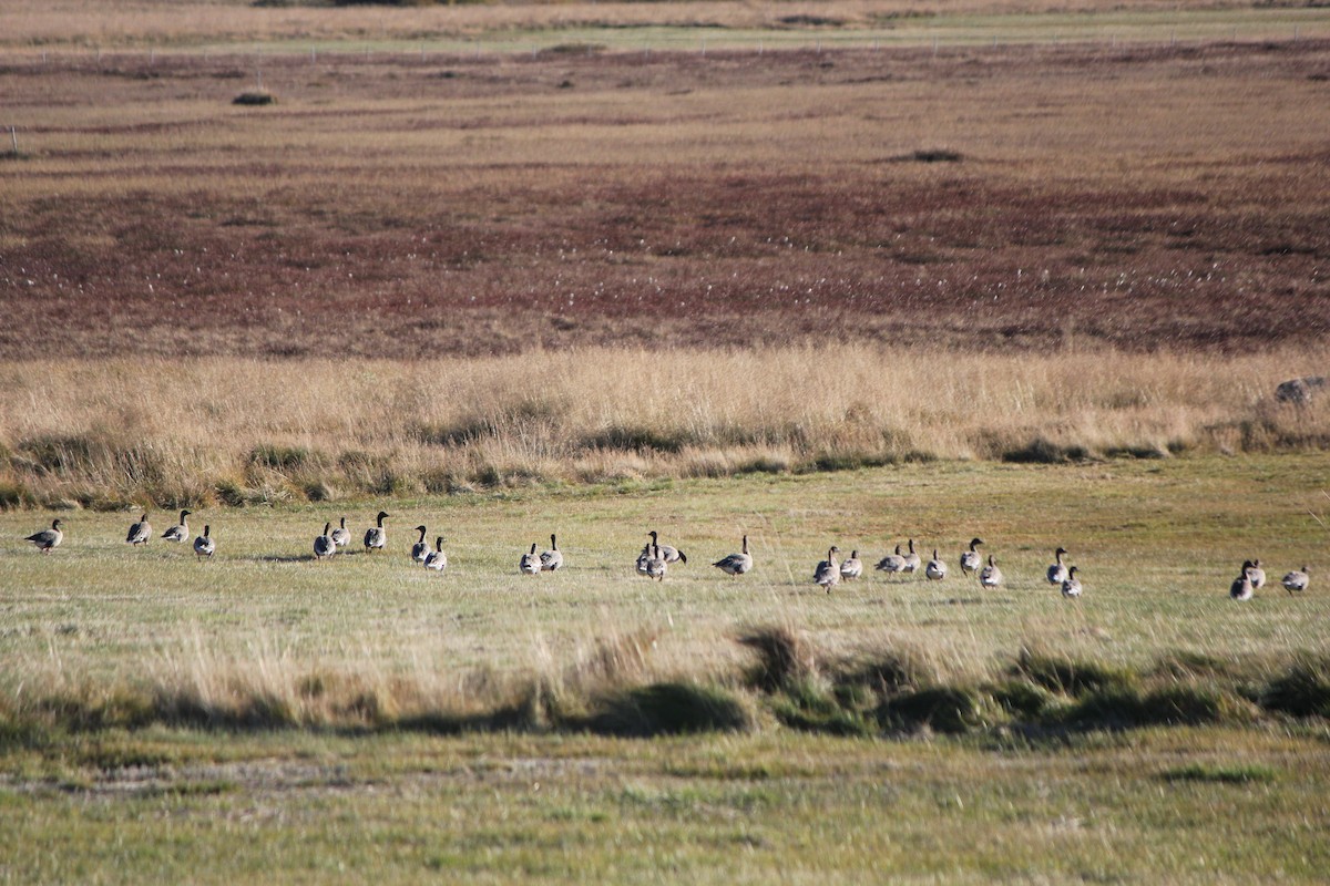 Pink-footed Goose - ML624119815