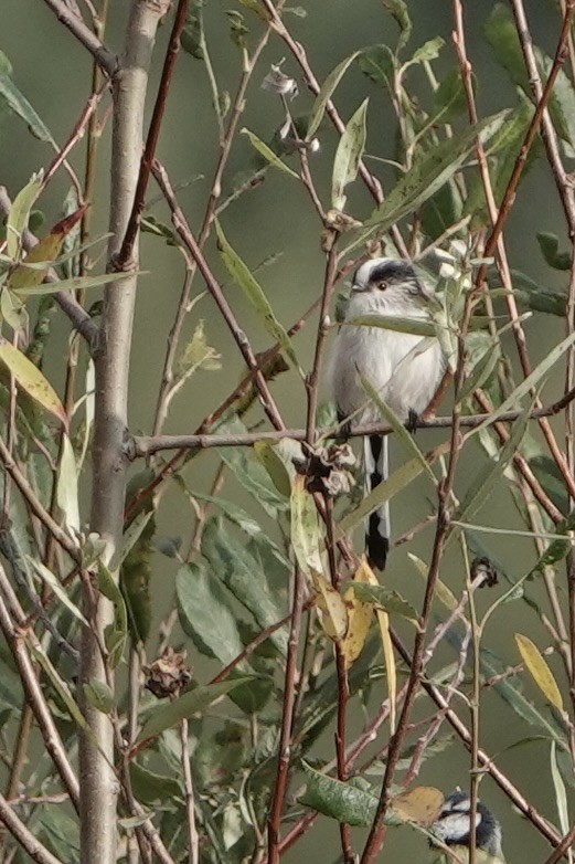 Long-tailed Tit - ML624119817