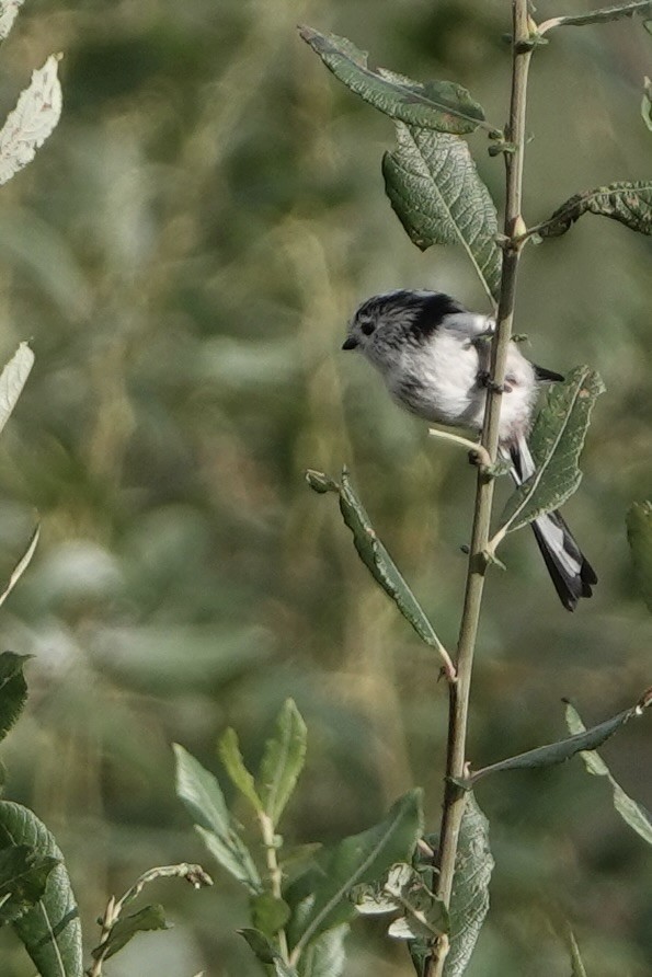 Long-tailed Tit - David Oulsnam