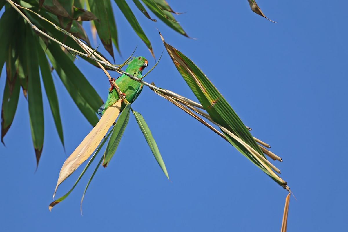 Sula Hanging-Parrot - ML624119819