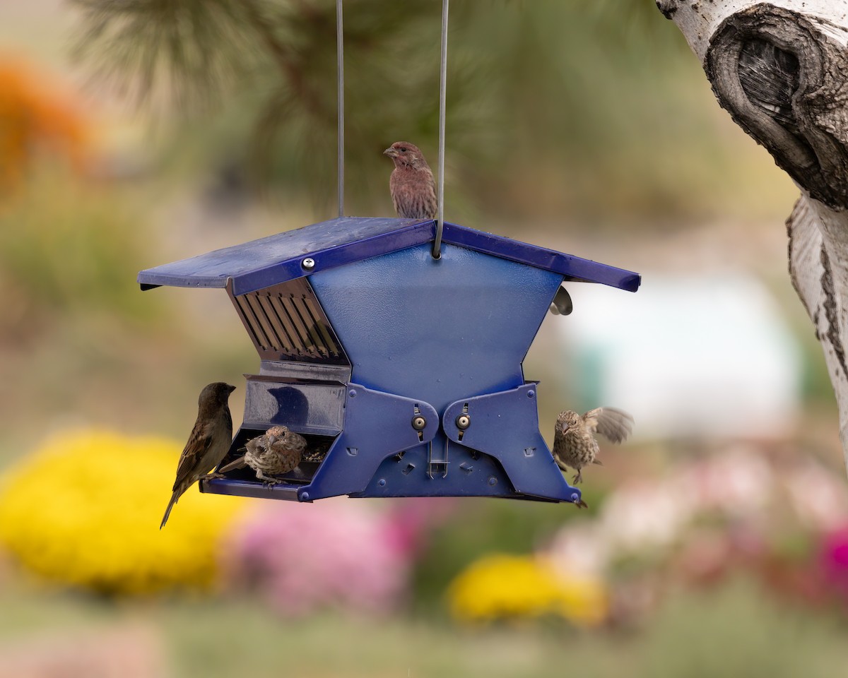 House Finch - ML624119821