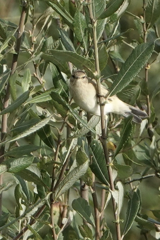 Common Chiffchaff - ML624119841