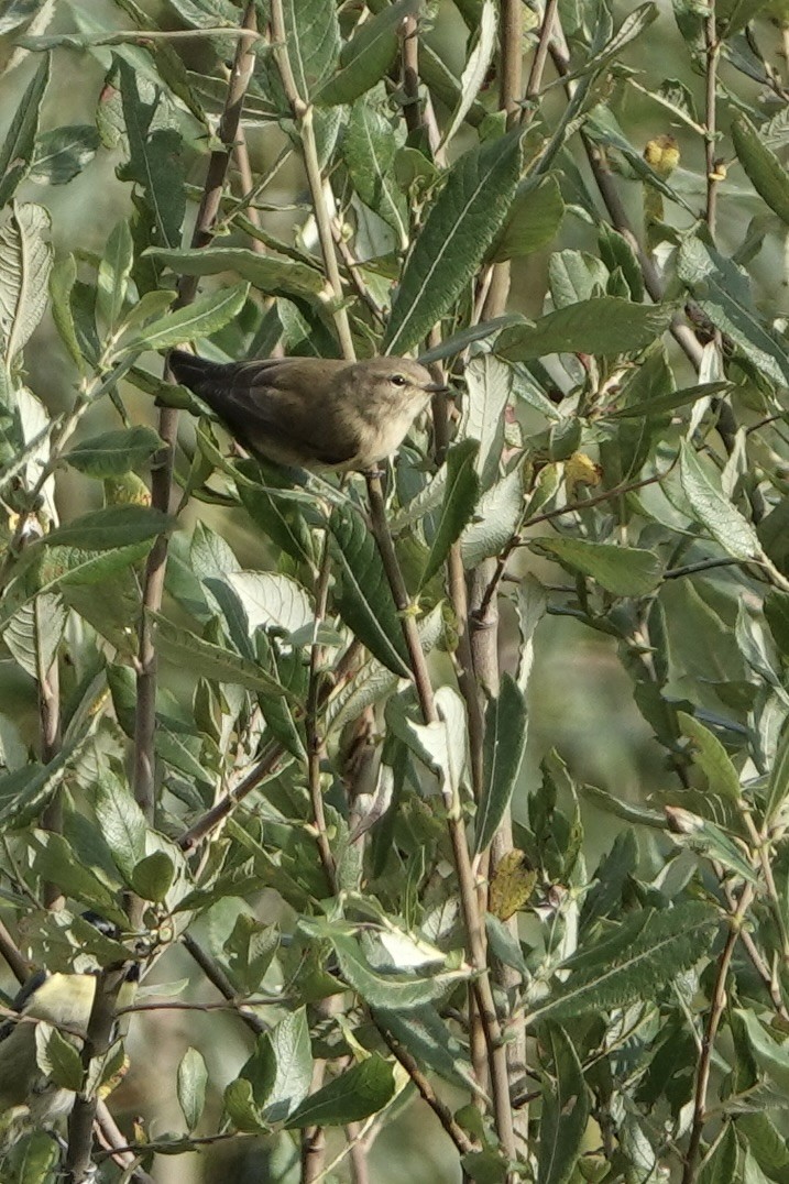 Common Chiffchaff - ML624119842