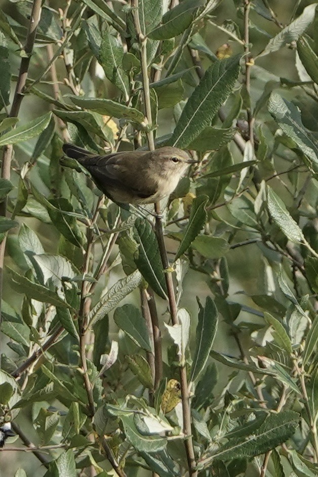 Common Chiffchaff - ML624119843