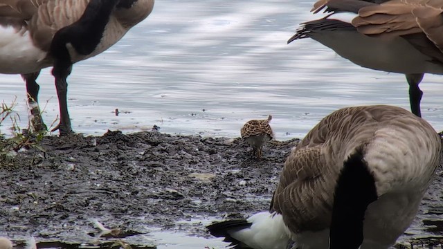 Pectoral Sandpiper - ML624119844