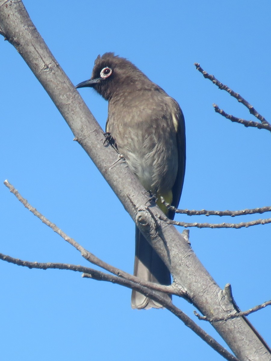 Bulbul de El Cabo - ML624119850