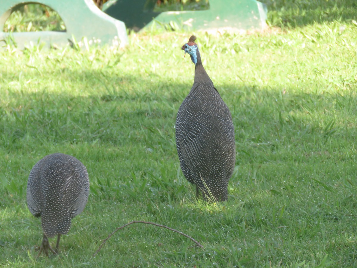 Helmeted Guineafowl (Tufted) - ML624119873