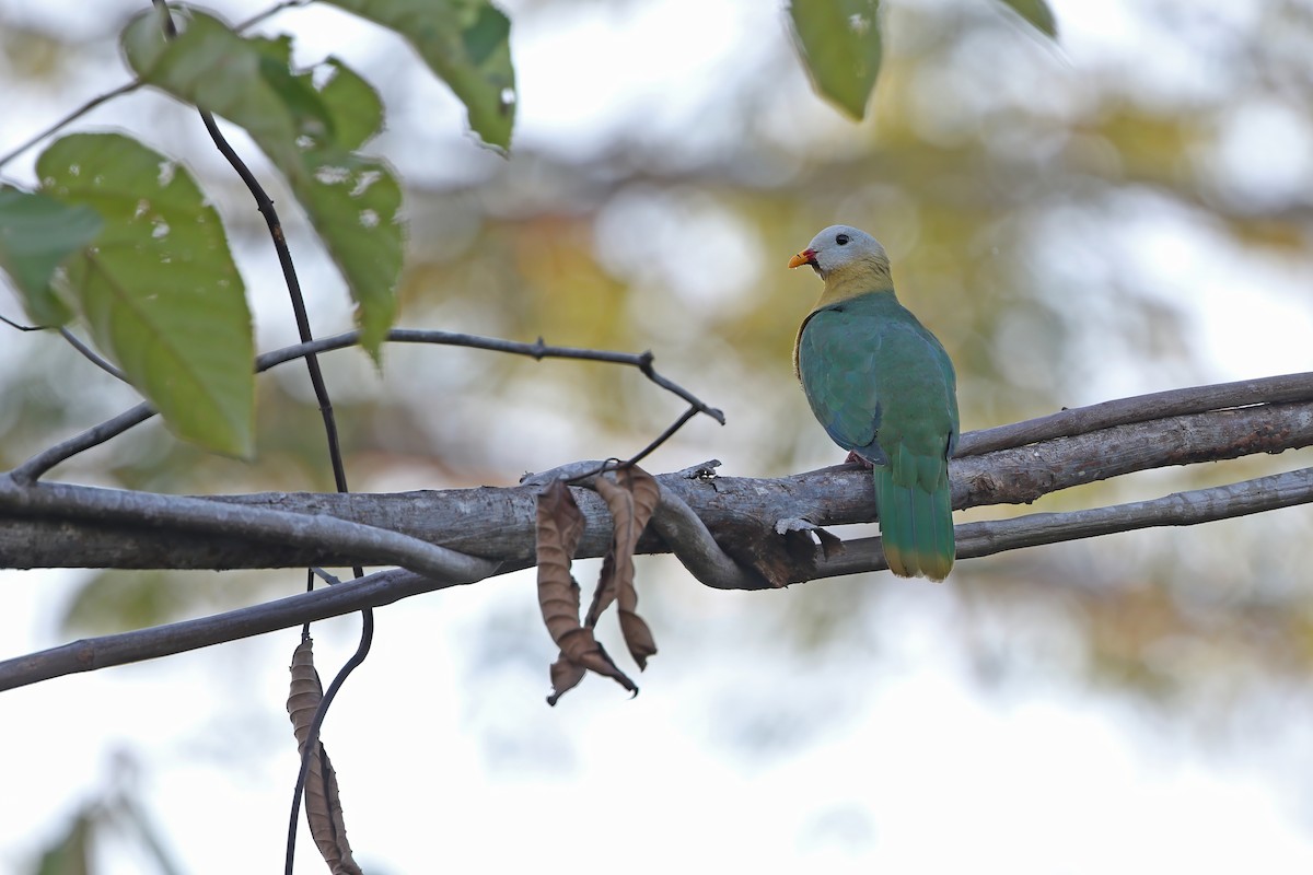 Sula Fruit-Dove - ML624119883