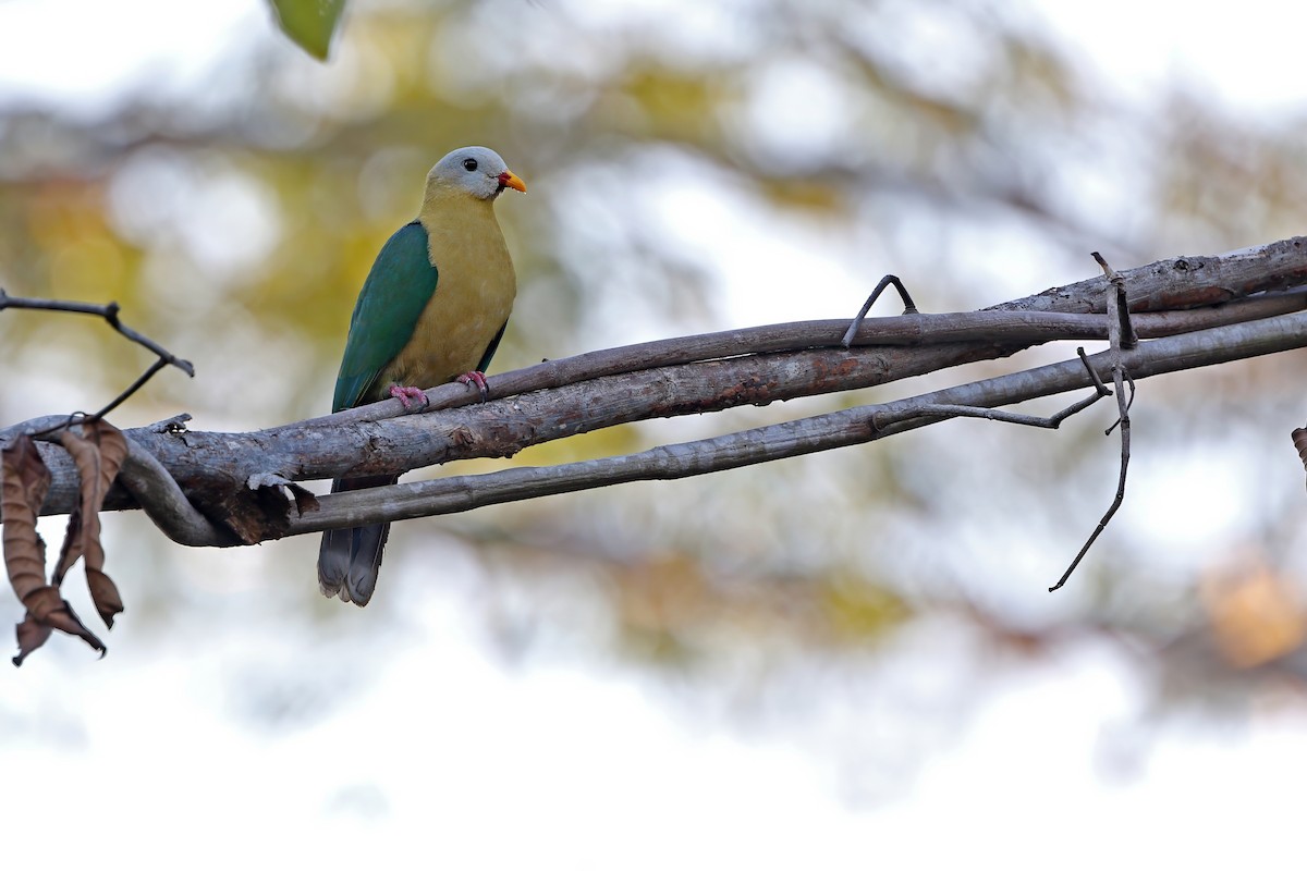 Sula Fruit-Dove - ML624119884