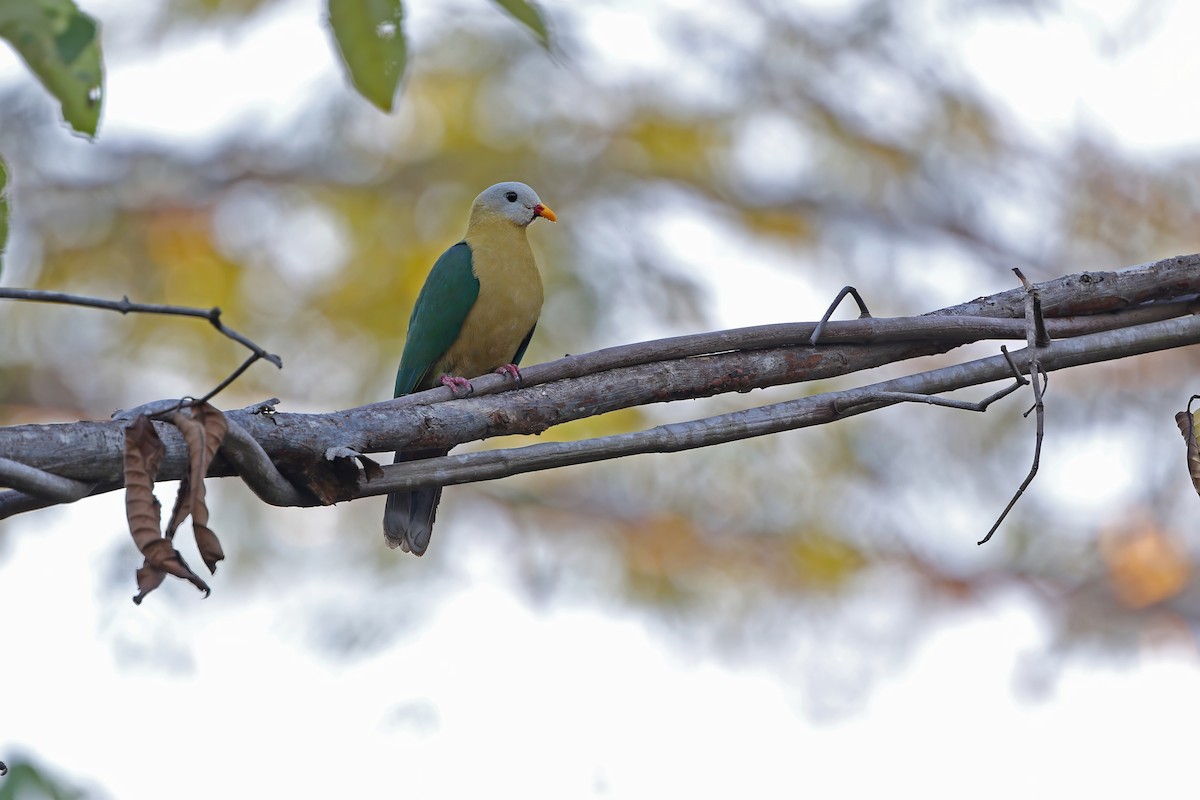 Sula Fruit-Dove - ML624119885